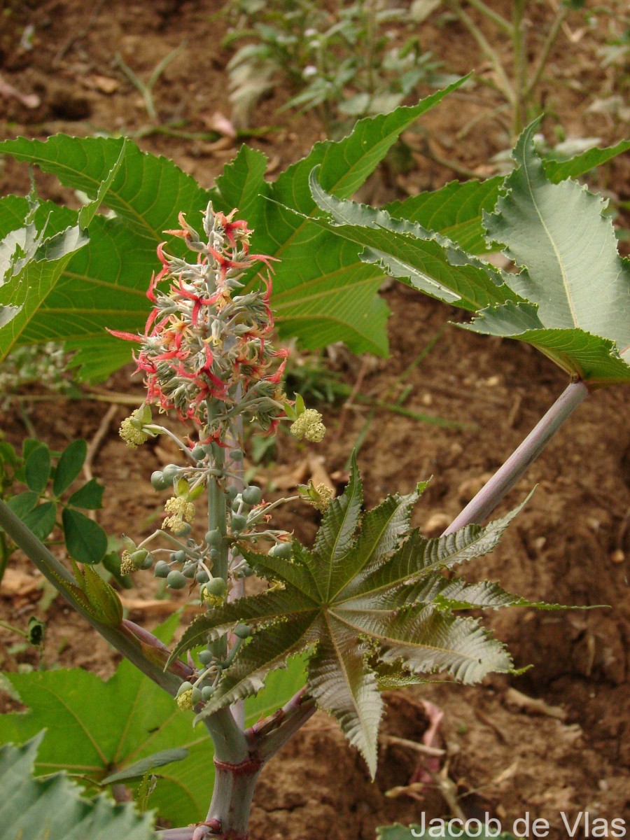 Ricinus communis L.